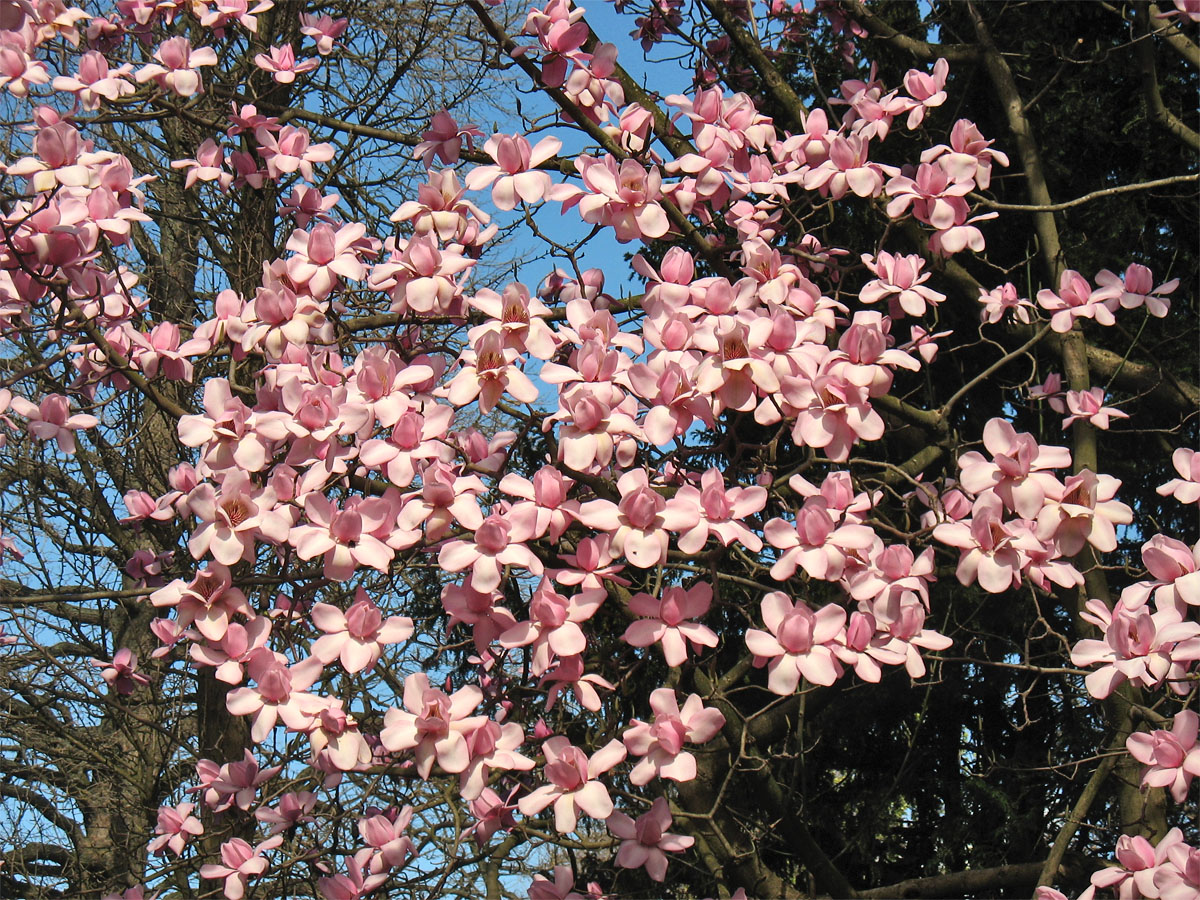 Image of Magnolia campbellii specimen.