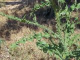 Onopordum cynarocephalum. Нижняя часть цветущего растения. Израиль, Нижняя Галилея, г. Верхний Назарет, выположенная вершина холма, ок. 410 м н. у. м. 25.05.2020.