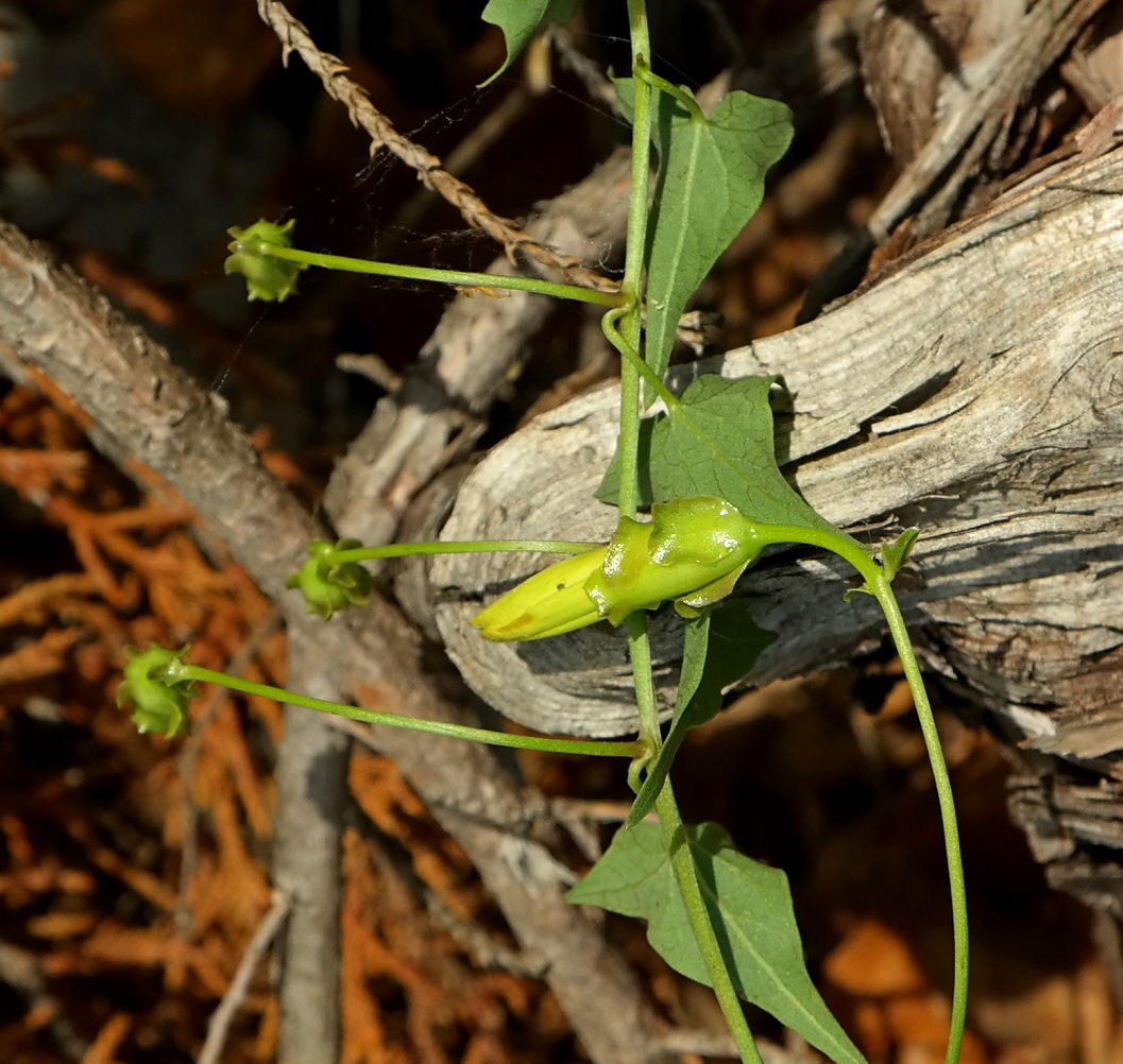 Image of Convolvulus scammonia specimen.