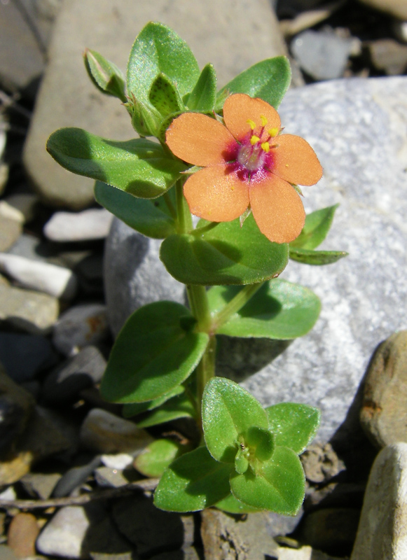 Image of Anagallis arvensis specimen.