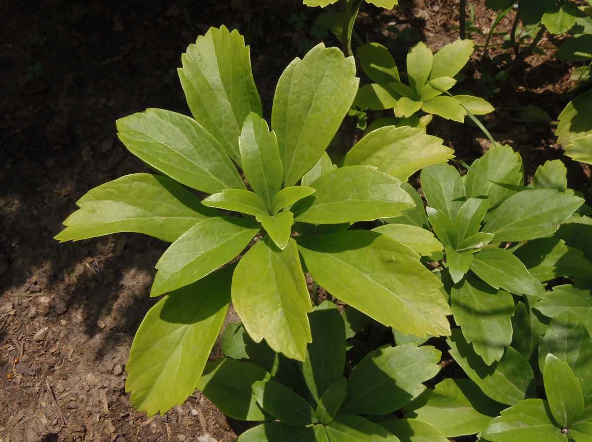 Изображение особи Pachysandra terminalis.