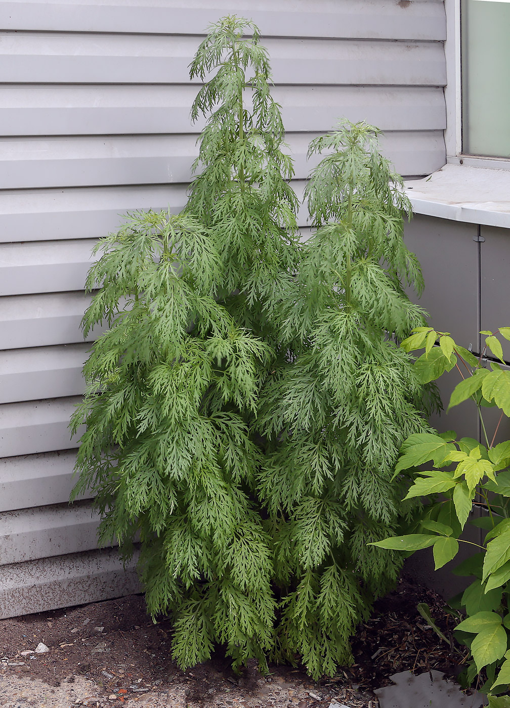 Image of Artemisia sieversiana specimen.