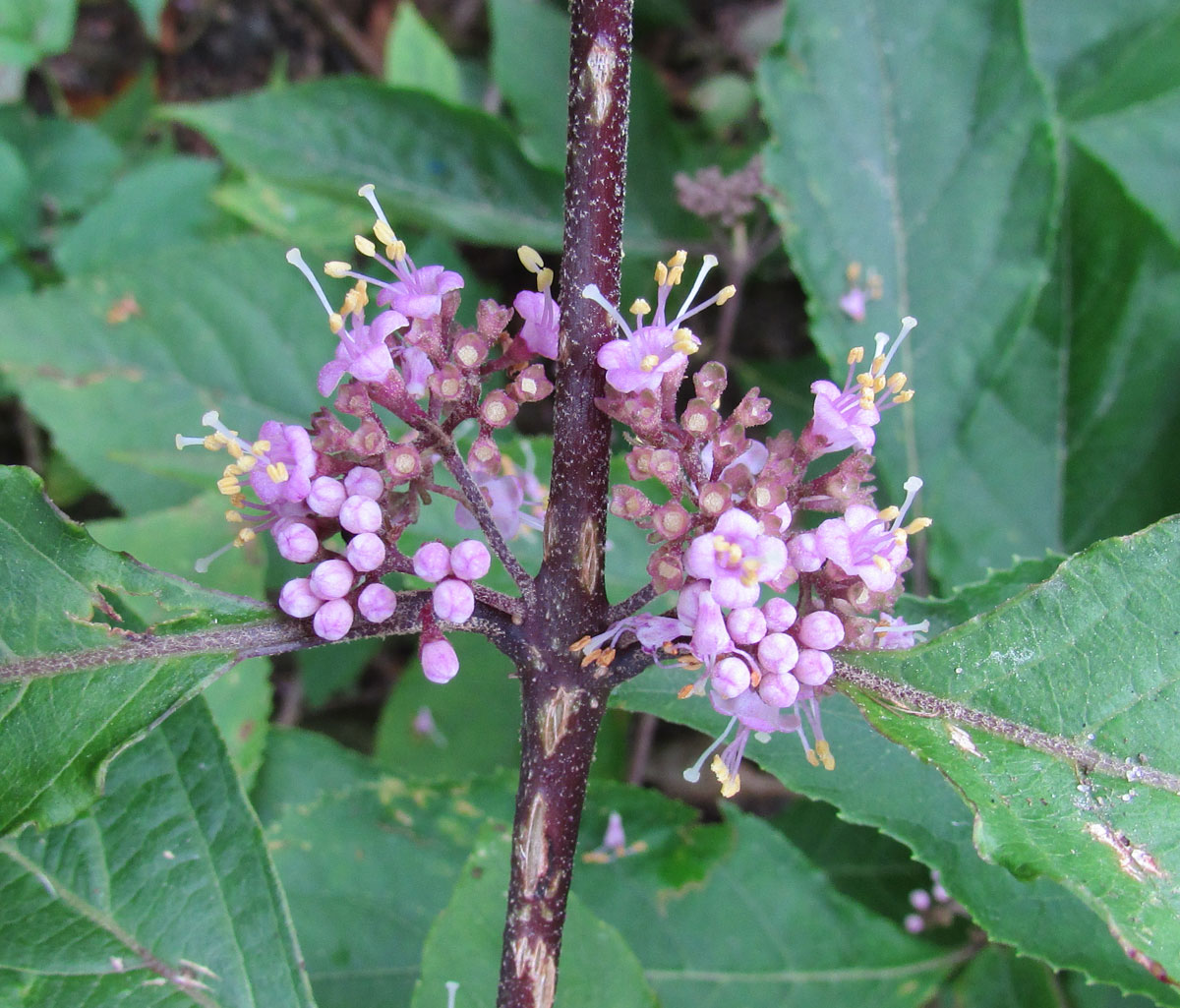 Image of Callicarpa bodinieri specimen.