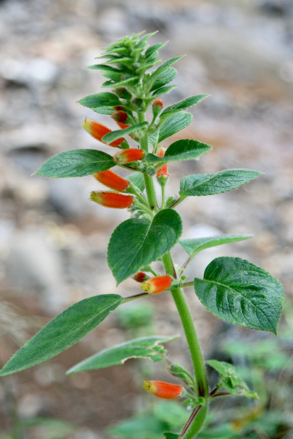 Image of Kohleria tubiflora specimen.