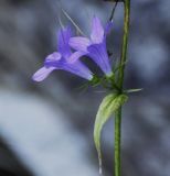 Campanula spatulata. Цветки. Греция, гора Олимп. 02.09.2010.