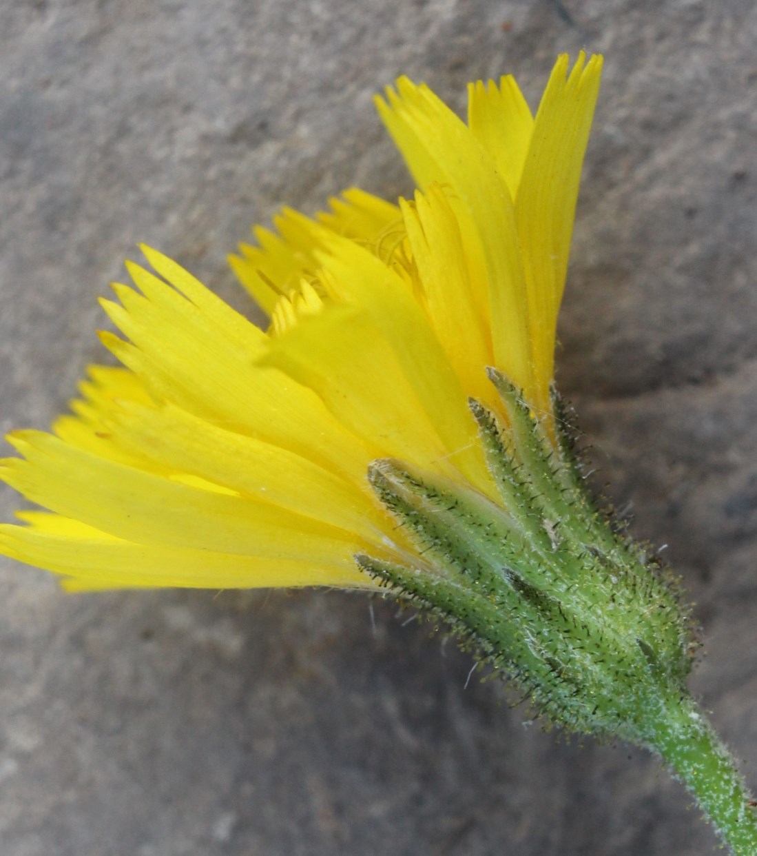 Изображение особи Hieracium reticulatum.