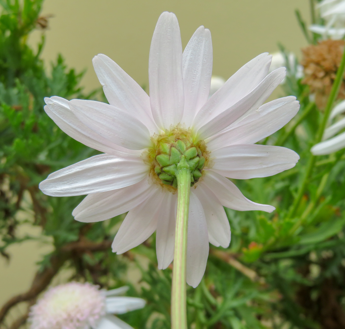 Изображение особи Argyranthemum frutescens.