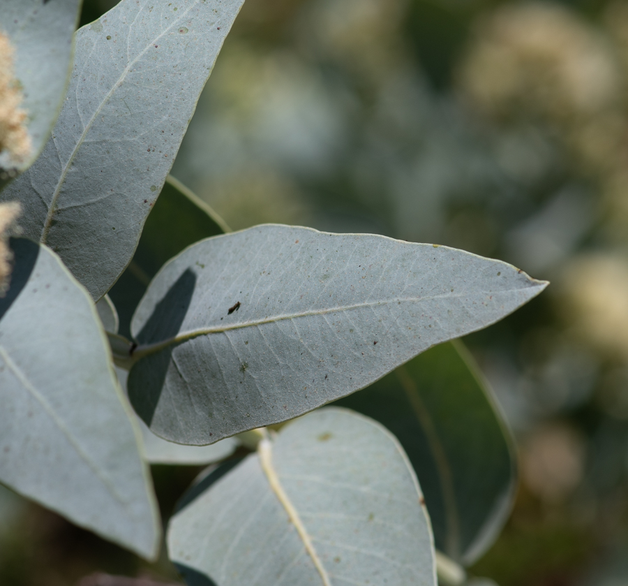 Изображение особи Eucalyptus pruinosa.