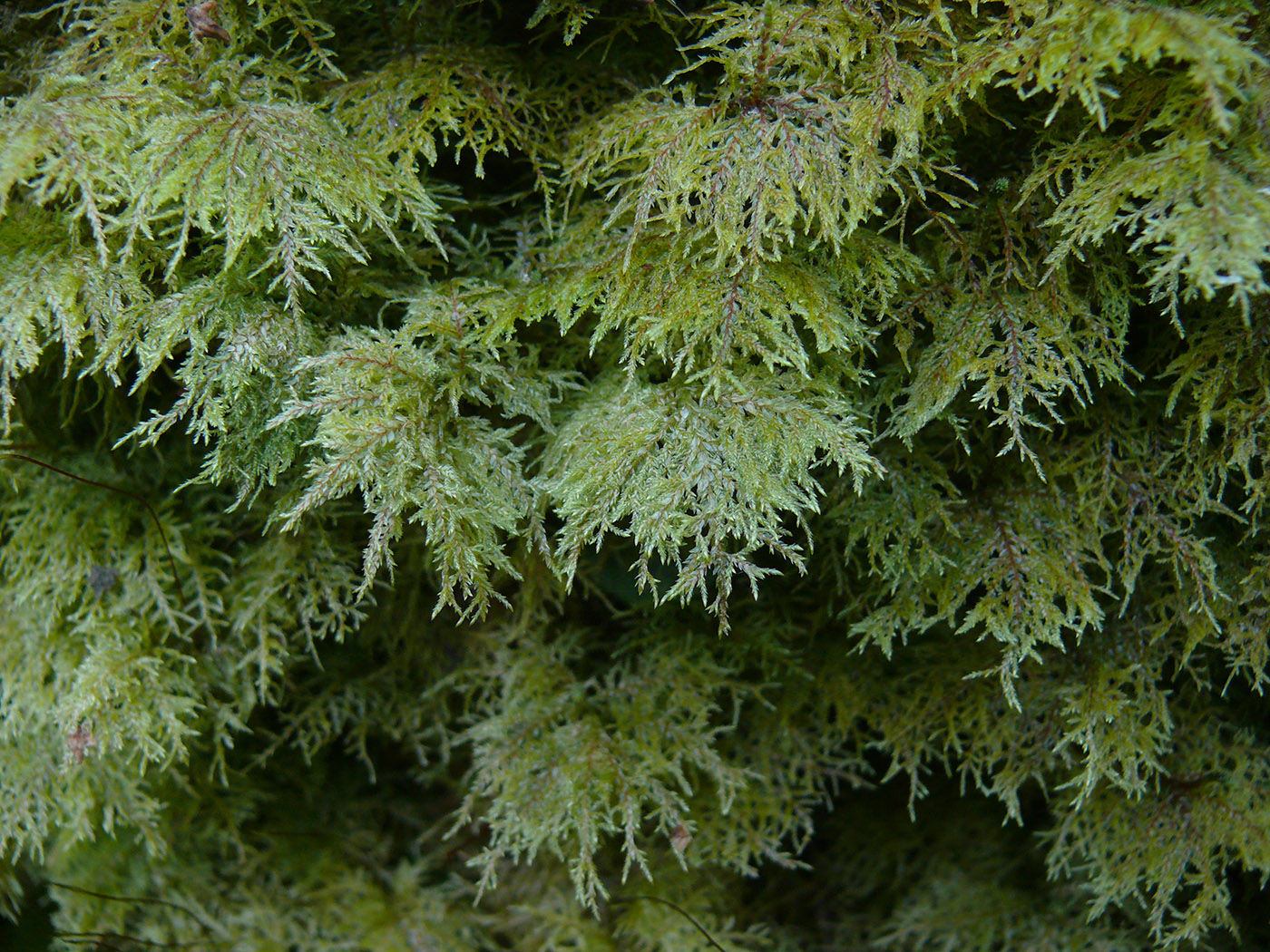 Изображение особи Hylocomium splendens.