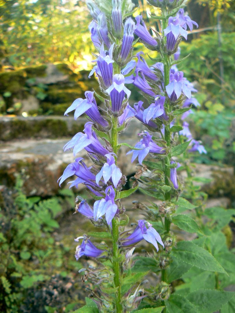 Изображение особи Lobelia siphilitica.