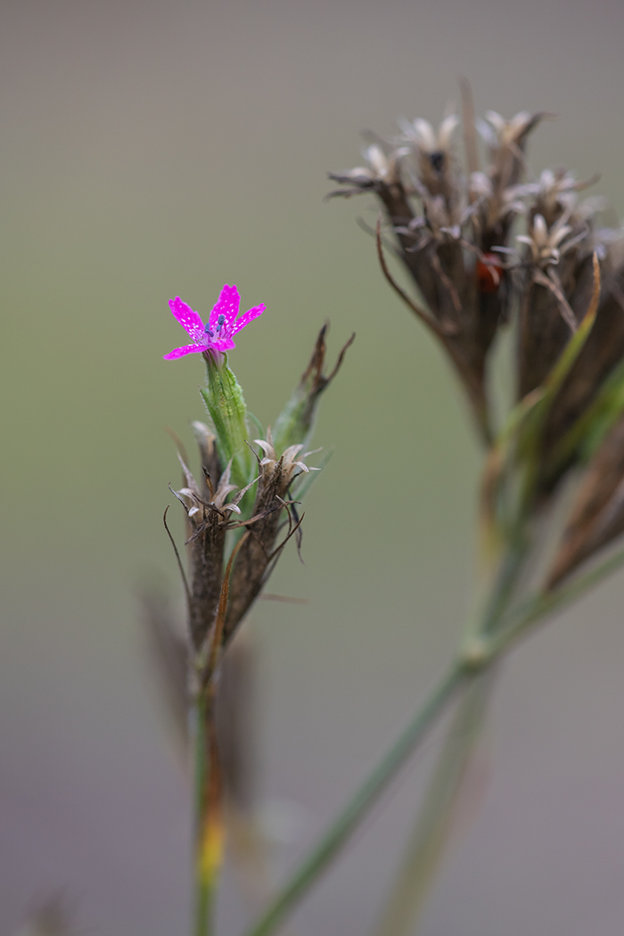 Изображение особи Dianthus armeria.