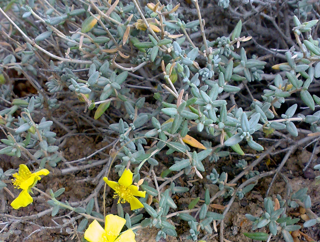 Image of Helianthemum songaricum specimen.