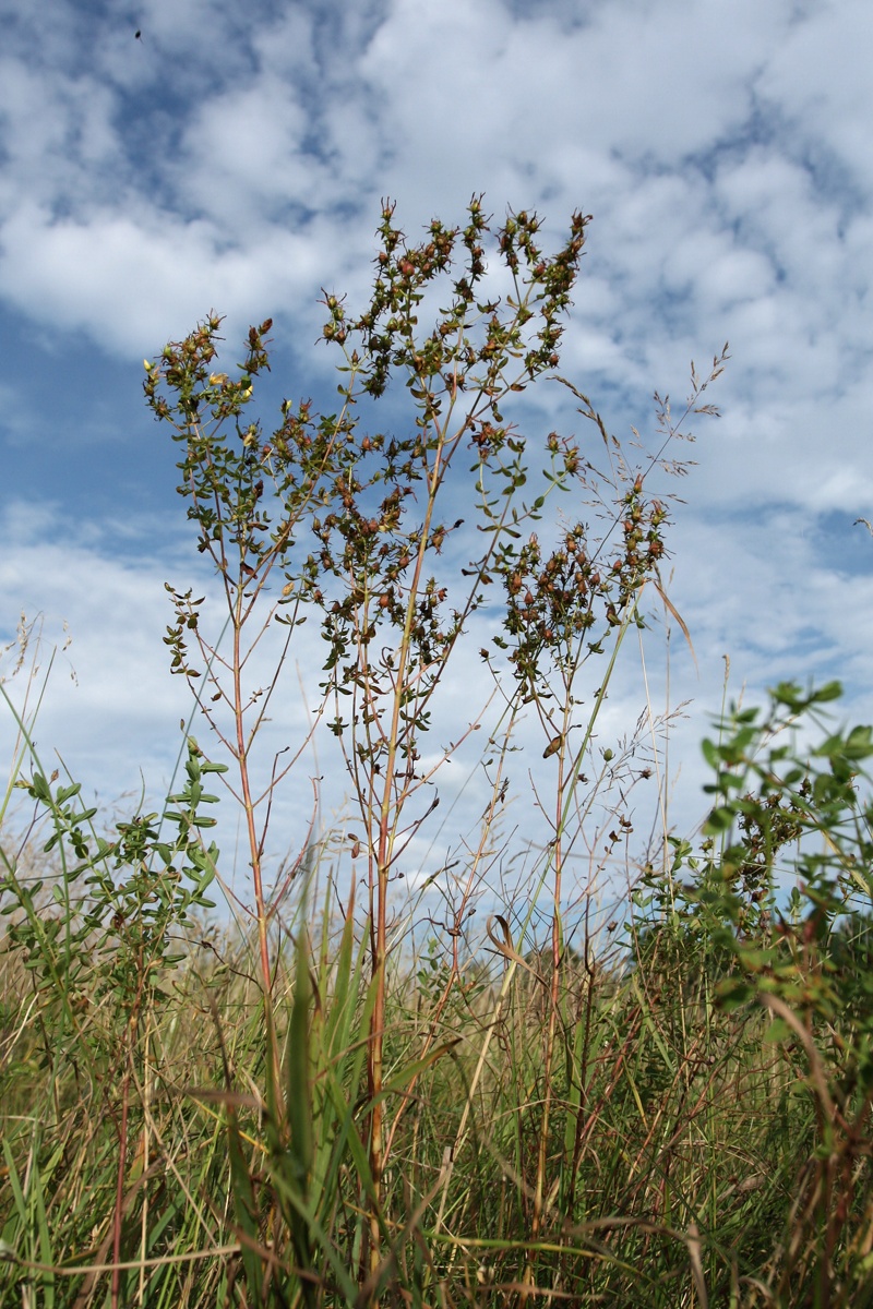 Изображение особи Hypericum perforatum.