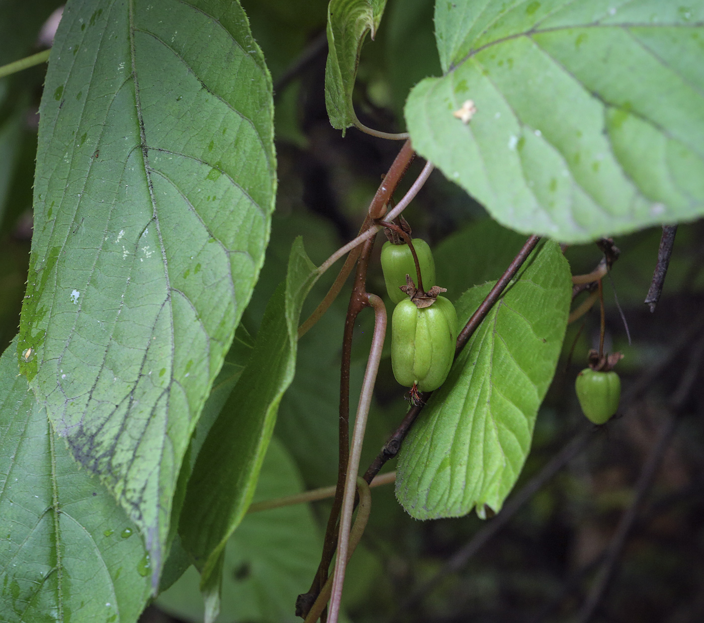 Изображение особи Actinidia kolomikta.