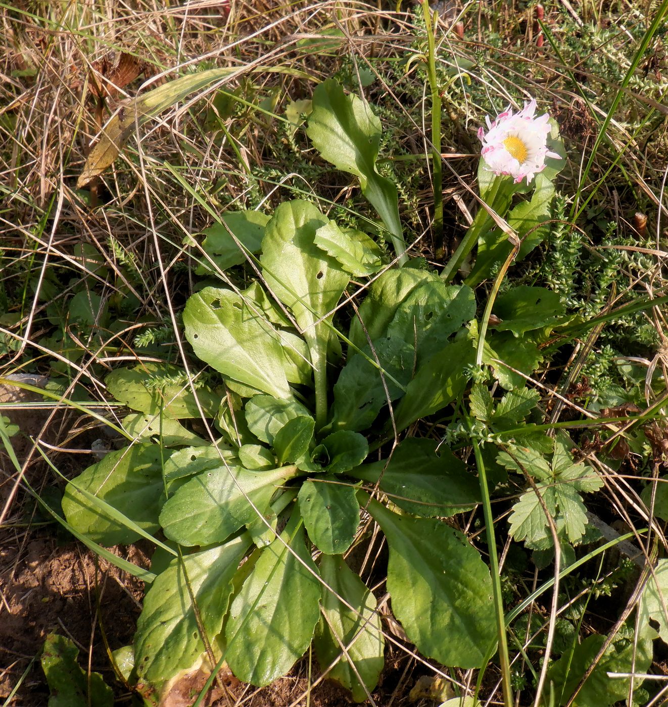 Изображение особи Bellis perennis.