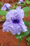 Ruellia tuberosa