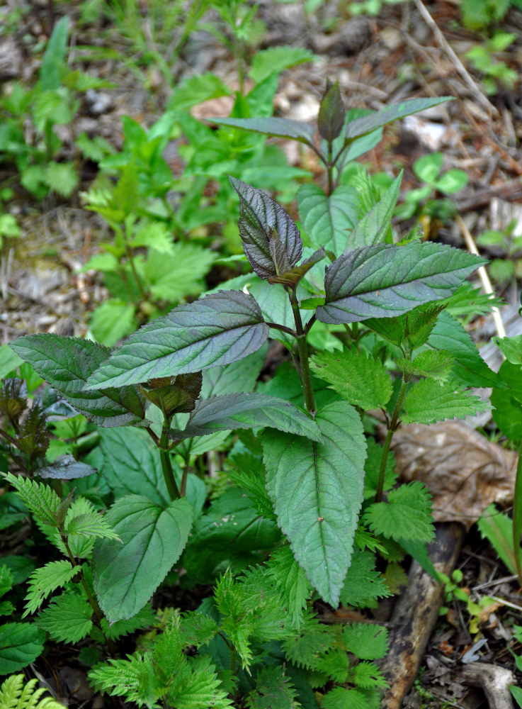 Изображение особи Scrophularia nodosa.