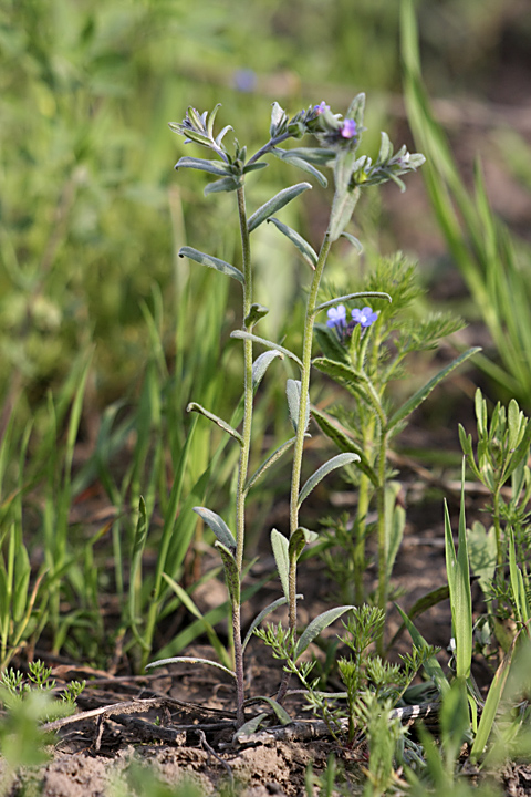 Image of Buglossoides arvensis specimen.