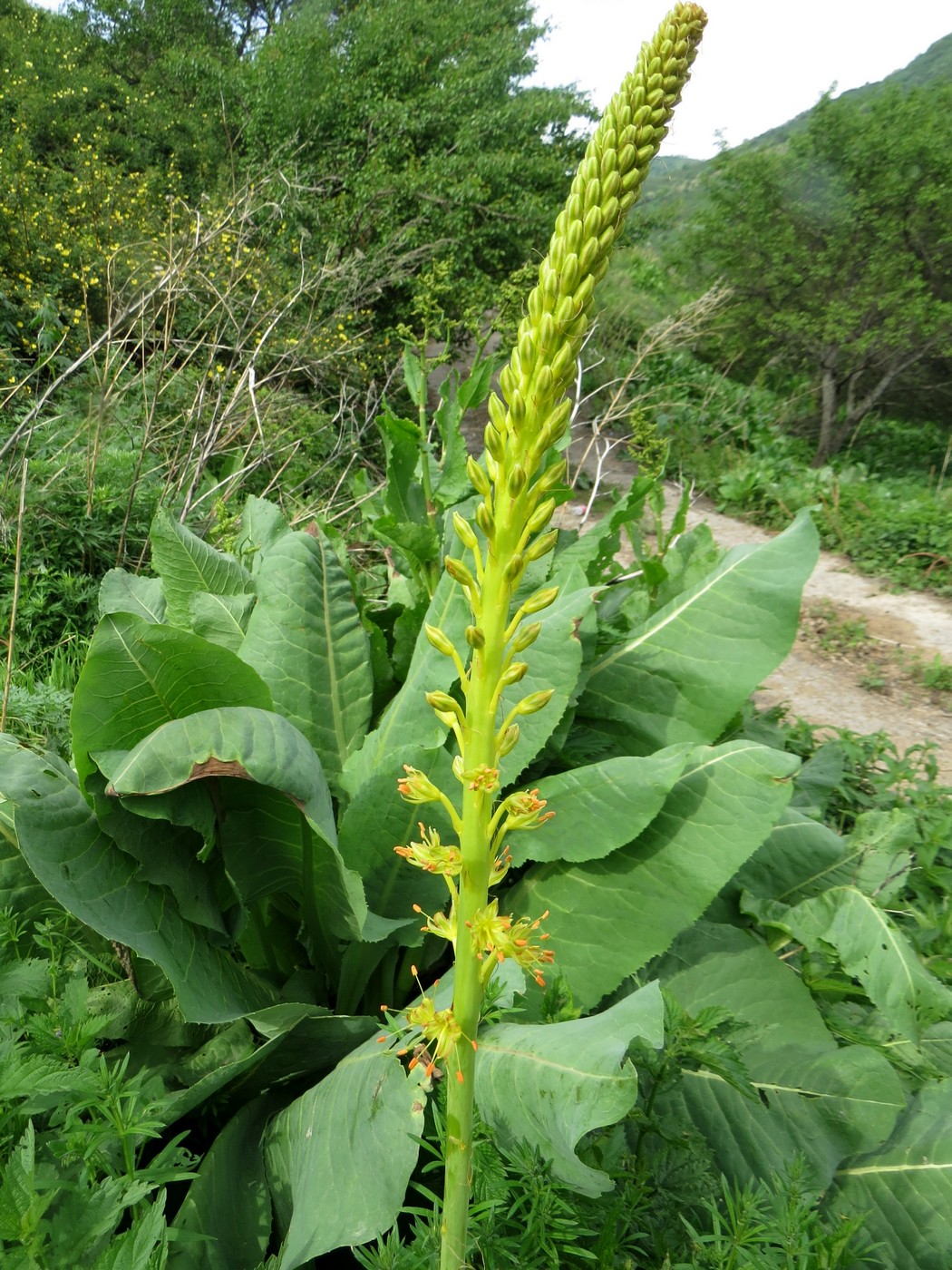 Изображение особи Eremurus fuscus.