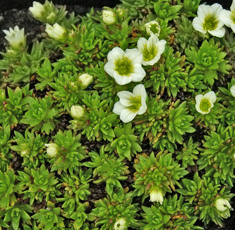 Image of Saxifraga &times; arendsii specimen.
