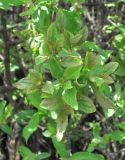 Prunus spinosa. Верхушка ветви с листьями, поражёнными грибом Taphrina(?). Краснодарский край, Абинский р-н, ст-ца Холмская, окраина леса. 27.04.2020.