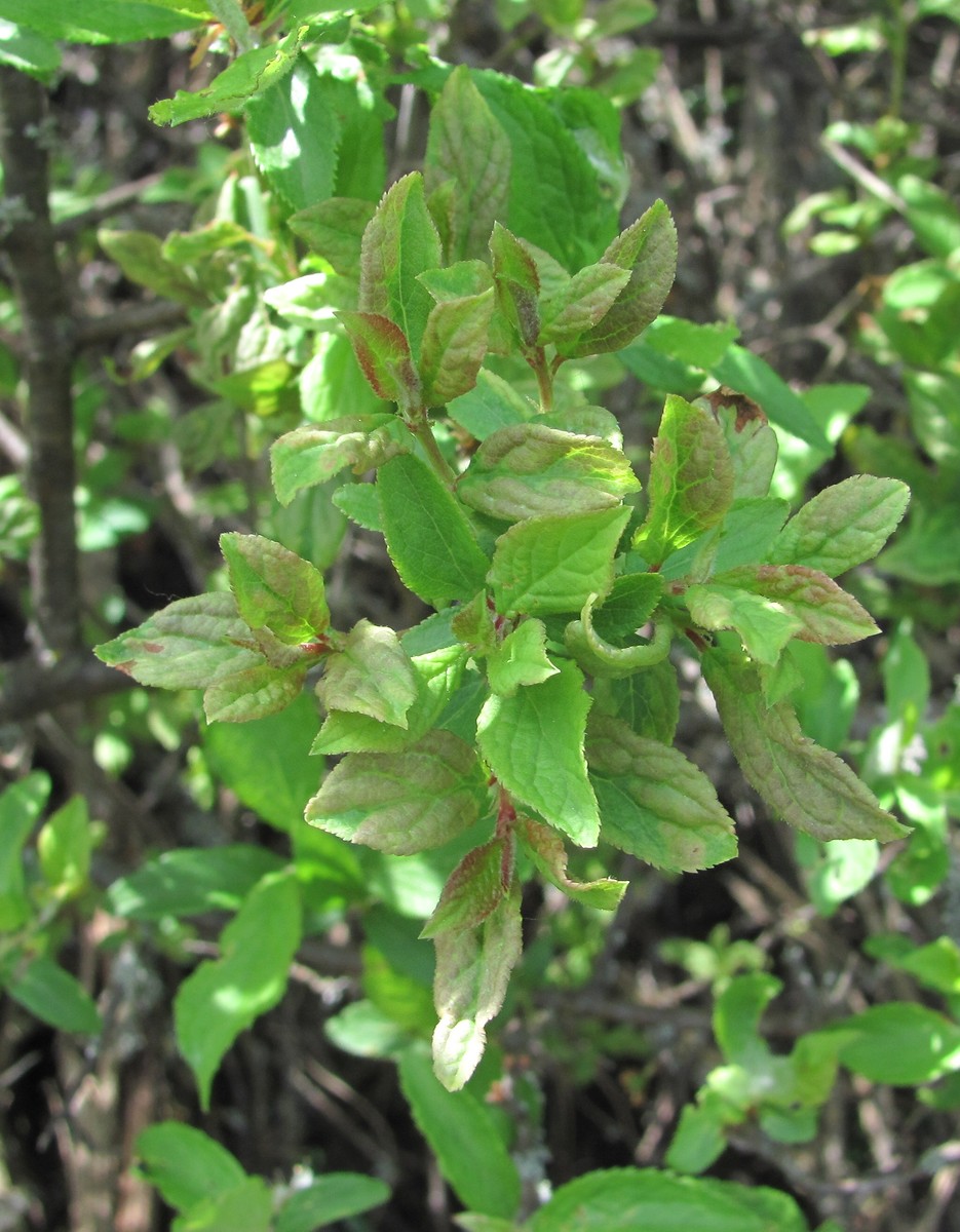 Изображение особи Prunus spinosa.