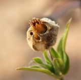 Melandrium latifolium. Вскрывшийся зрелый плод. Краснодарский край, Темрюкский р-н, окр. станицы Голубицкая, берег Азовского моря, полоса растительности между песчано-ракушечным пляжем и береговым обрывом. 11.06.2019.