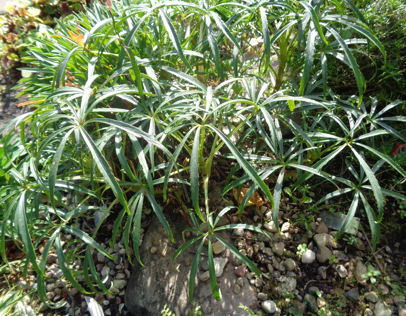 Image of Helleborus foetidus specimen.