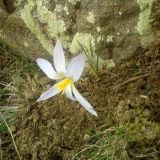 Crocus artvinensis