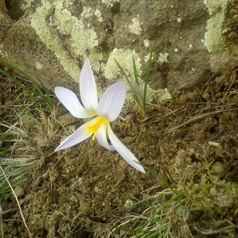 Изображение особи Crocus artvinensis.