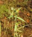 Bidens cernua