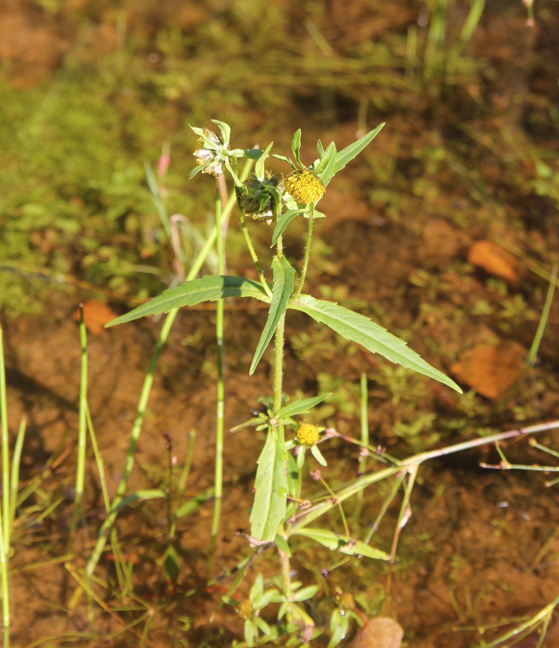 Image of Bidens cernua specimen.