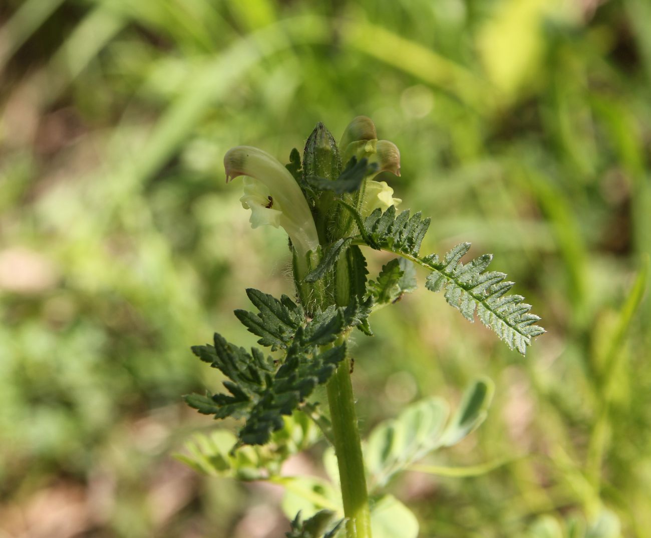 Image of genus Pedicularis specimen.