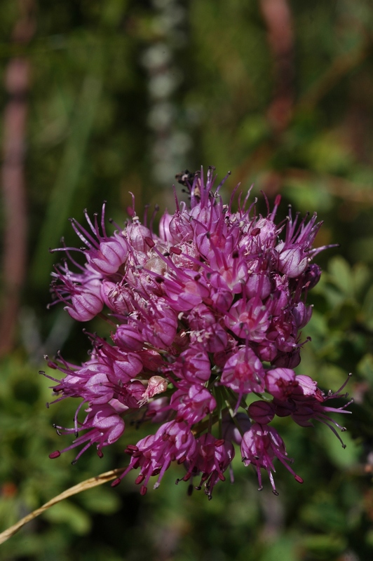 Изображение особи Allium montanostepposum.