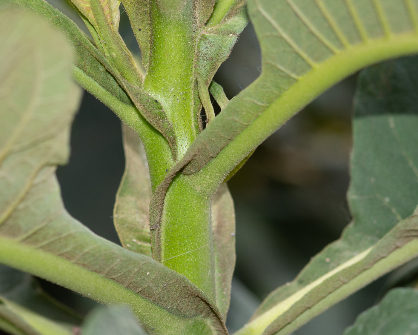 Изображение особи семейство Solanaceae.