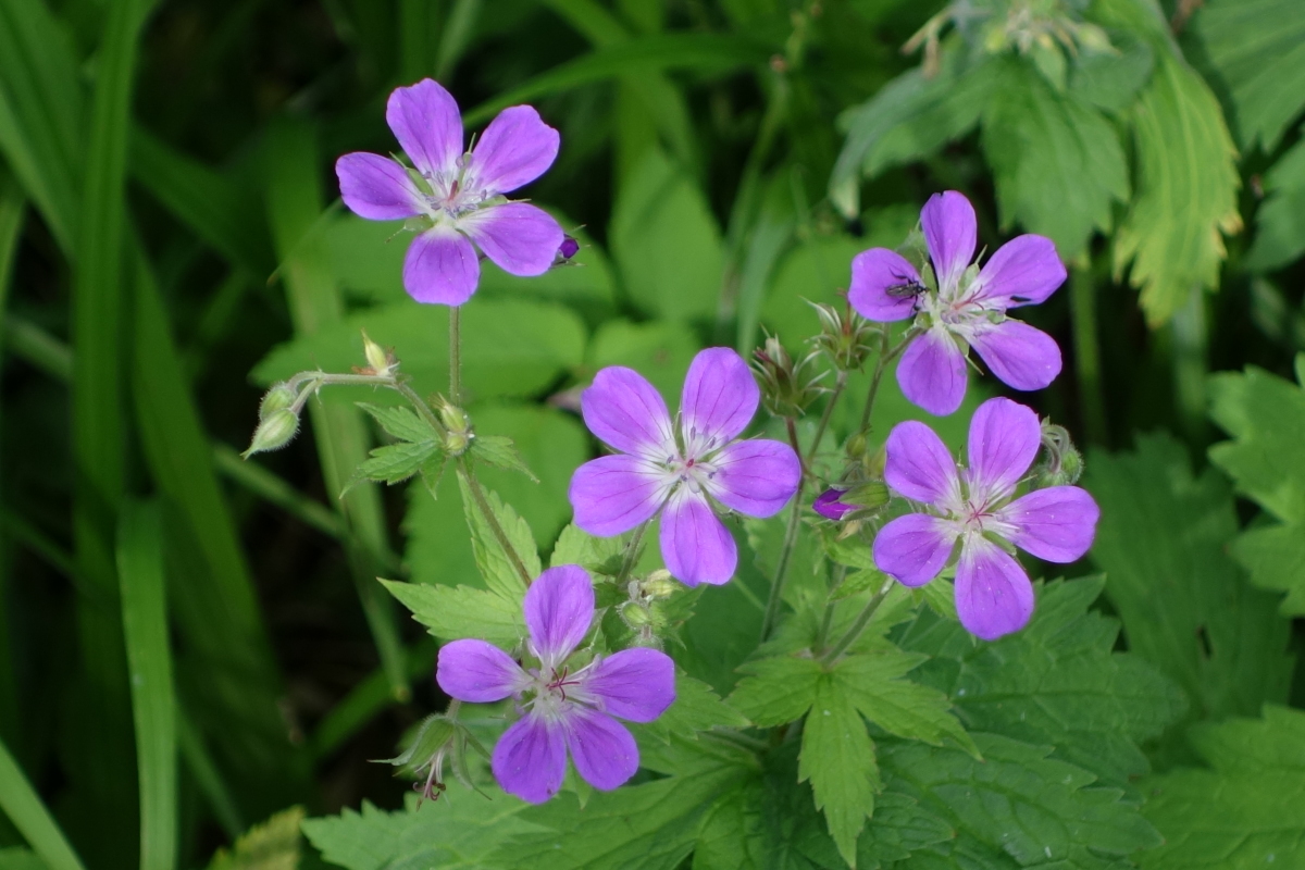 Изображение особи Geranium sylvaticum.