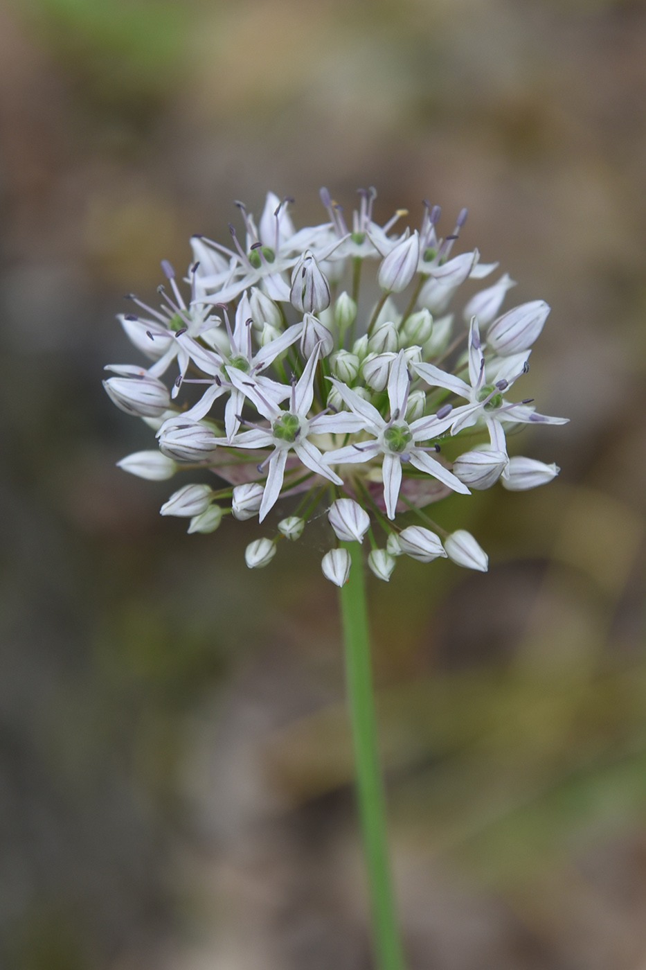 Image of Allium quercetorum specimen.