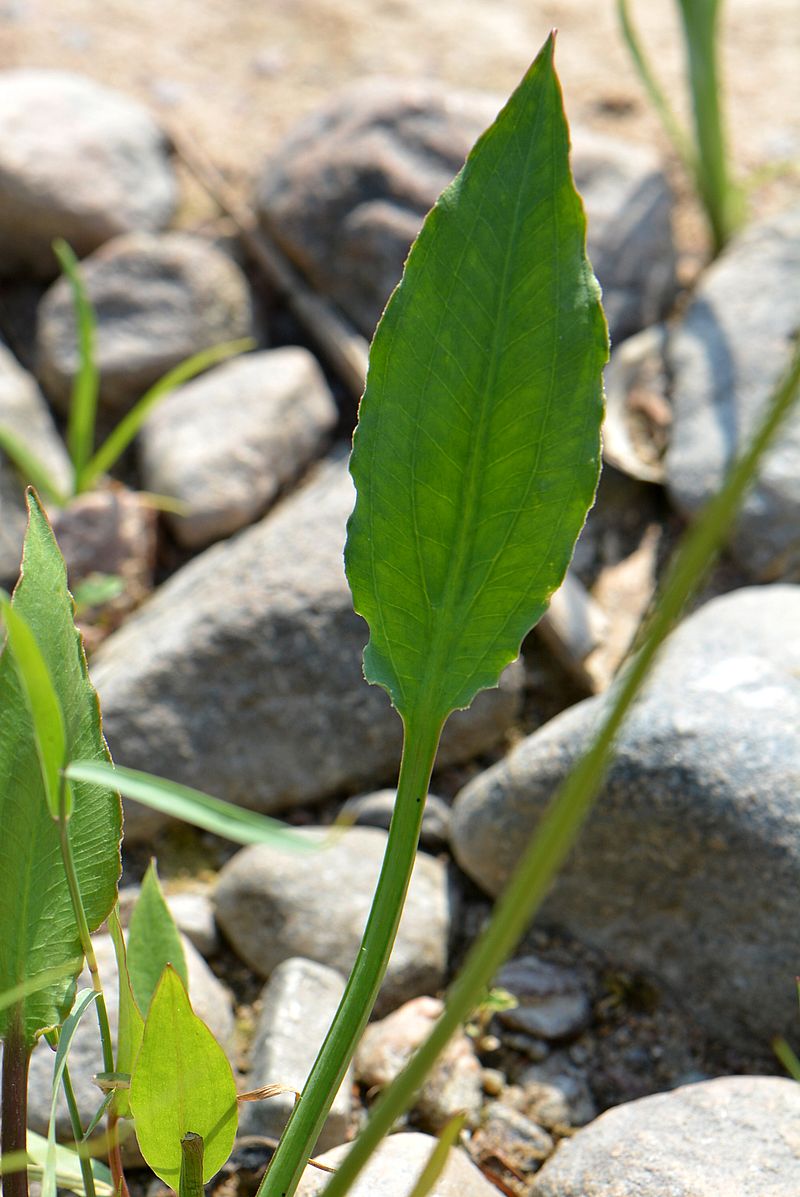 Image of Alisma juzepczukii specimen.