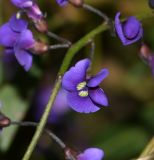 Hardenbergia comptoniana