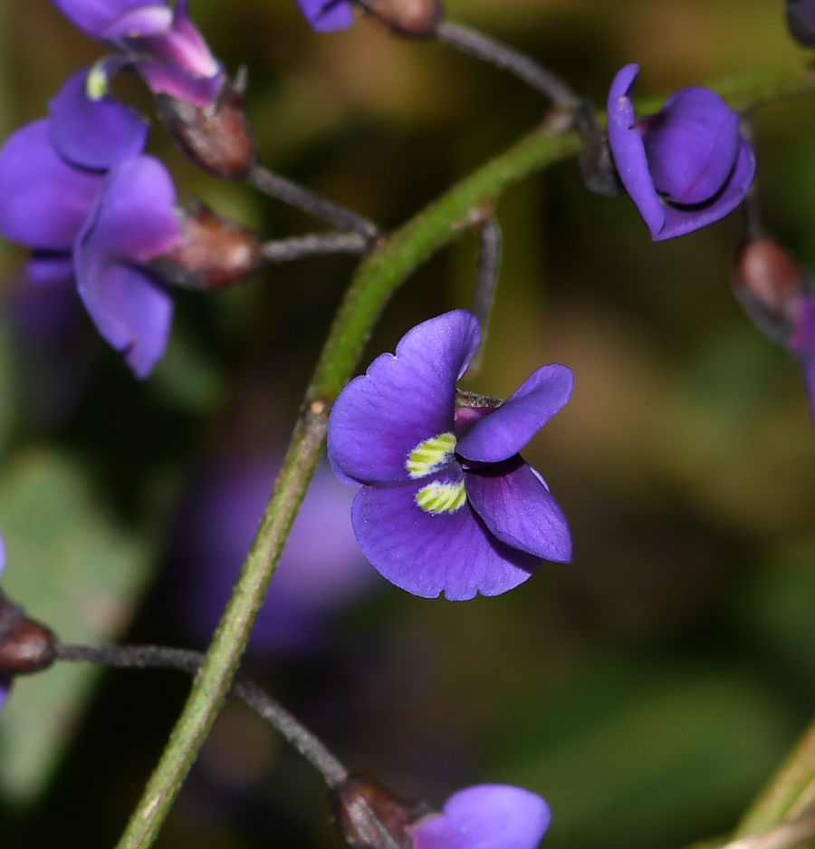 Image of Hardenbergia comptoniana specimen.