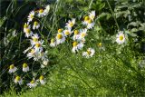 Tripleurospermum subpolare
