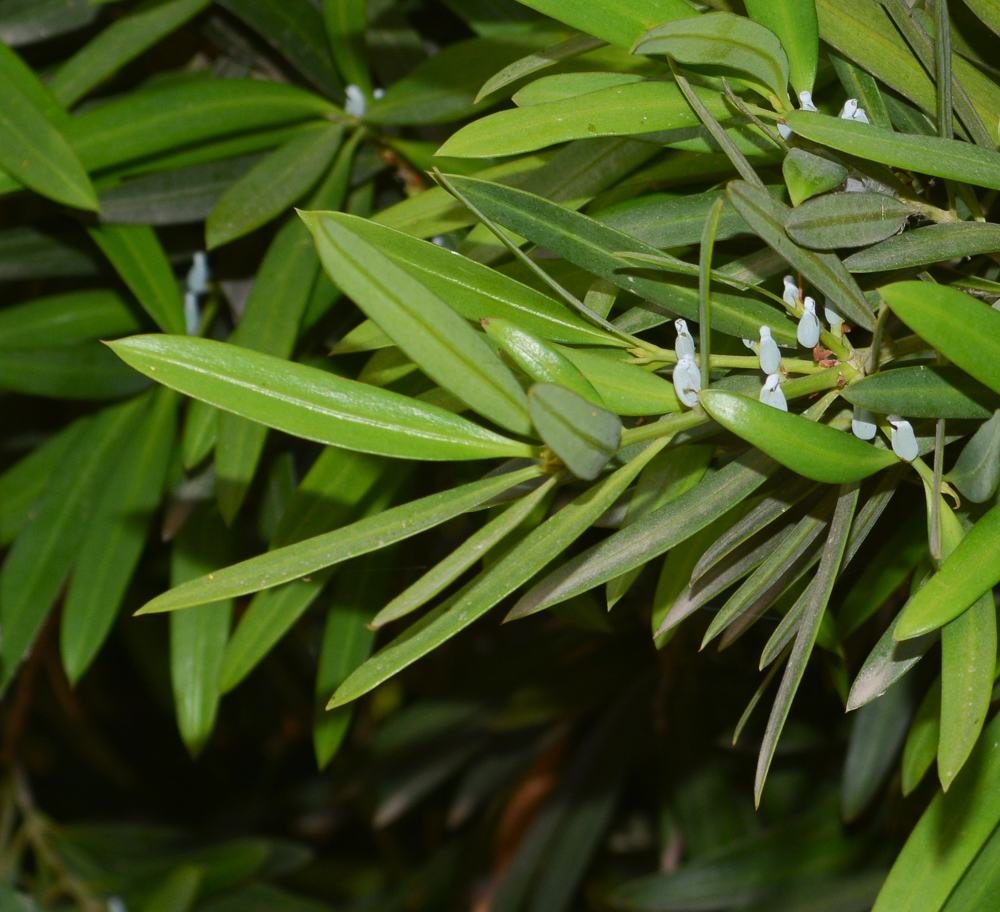 Image of Podocarpus elatus specimen.