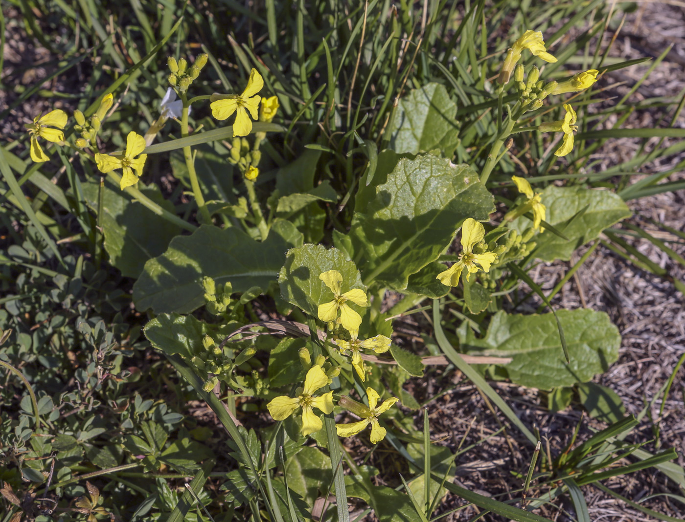 Изображение особи Raphanus raphanistrum.