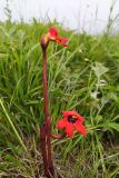 Phelypaea coccinea