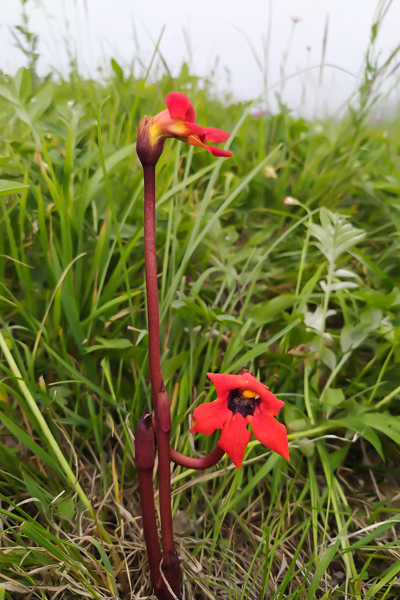 Image of Phelypaea coccinea specimen.