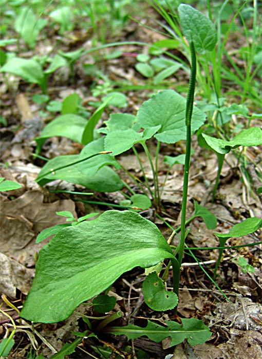 Изображение особи Ophioglossum vulgatum.