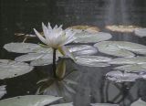 Nymphaea &times; marliacea