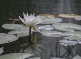 Nymphaea × marliacea
