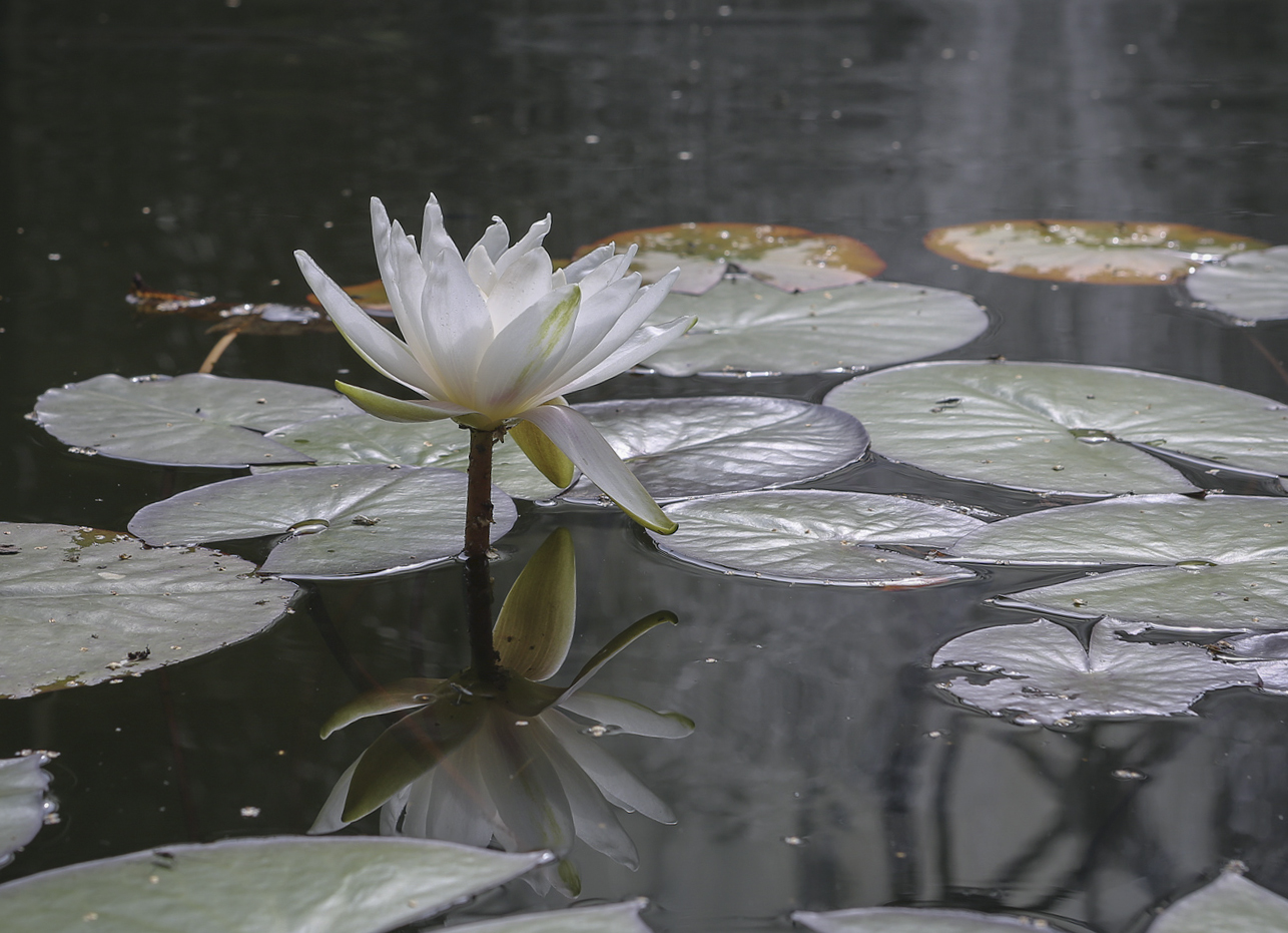 Image of Nymphaea &times; marliacea specimen.