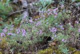 Thymus uralensis